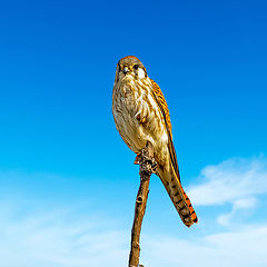 фото "Common kestrel"