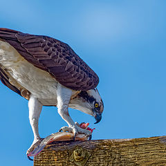 фото "Osprey"