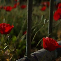 фото "лето рядом"