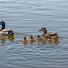 фото "Mallard with baby mallards swimming"