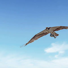 фото "Osprey with cach fo the day"