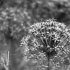 фото "Allium cristophii"