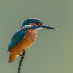 фото "Kingfisher"