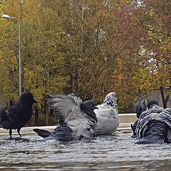 фото "Банный день"