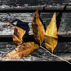 photo "Осенний мотив ..."