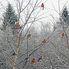 photo "Bullfinches"