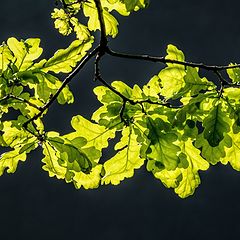 photo "Oak Branch"