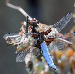 photo "Libellula depressa"