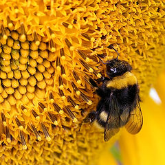 photo "Shaggy workers"