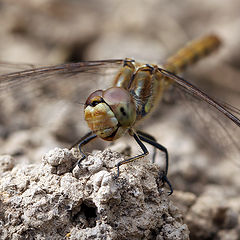 photo "Smile of the Macroptera"