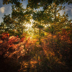 photo "Autumn"