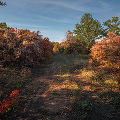 photo "Autumn lane"