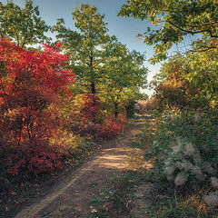 photo "Country road"