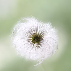 фото "Clematis"