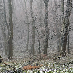 фото "Морозное  утро."