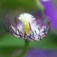 фото "Clematis"