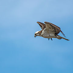 photo "Osprey looking to hunt for a fish"