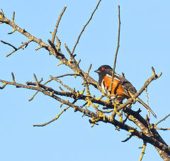 фото "Пипило пятнистый (Spotted Towhee)"