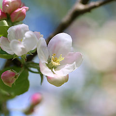фото "Цветущая яблоня"