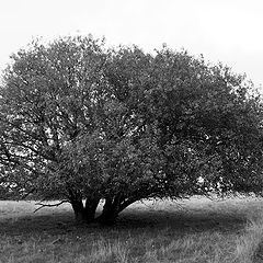 photo "Standing alone"