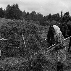 фото "1974г. Прокопьевка. Сенокос 2."