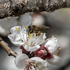 фото "Крымская весна"