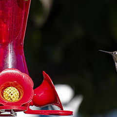 photo "Anna's Hummingbird"