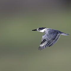 фото "Belted Kingfisher"