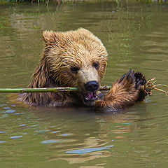 photo "косолапый флейтист"