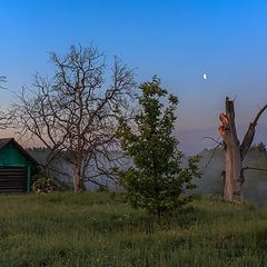 фото "Деревья умирают стоя"