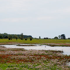 photo "The Meadow"