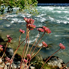 photo "On the shore"