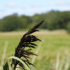 photo "Natures feather"