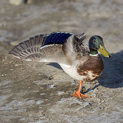 photo "Mallard ducks stand on one leg"