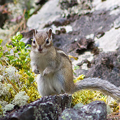 photo "Chip"