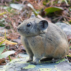 photo "Pika"