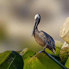 photo "Browne Pelican"