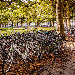 photo "Bicycle Victory"