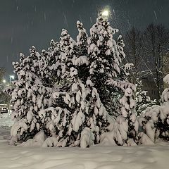 фото "Не в лесу родились Ёлочки..."