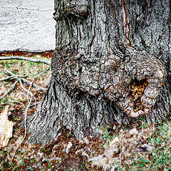 фото "Незавидная участь дерева в городе"