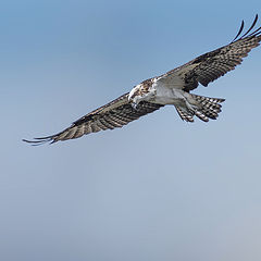 photo "Osprey"