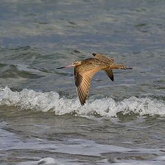 photo "Marbled Godwit"