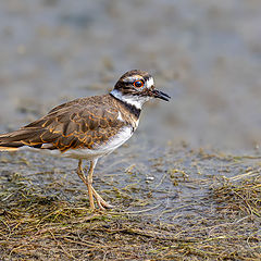 photo "Killdeer"