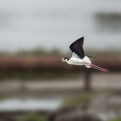 photo "Black-necked Stilt"