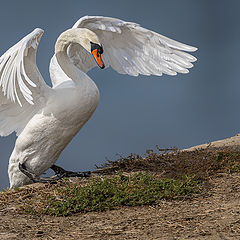 photo "Swan"