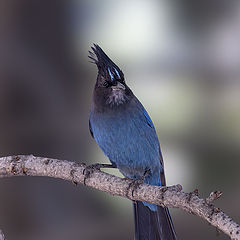 photo "Steller's Jay"