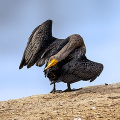 фото "Double-crested cormorant"