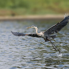 photo "Grat Blue Heron"