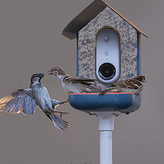 photo "House Sparrow"