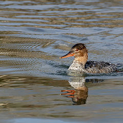 photo "Red-breasted -merganser"